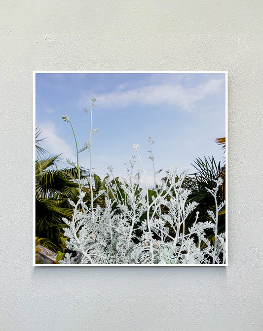 white_plants