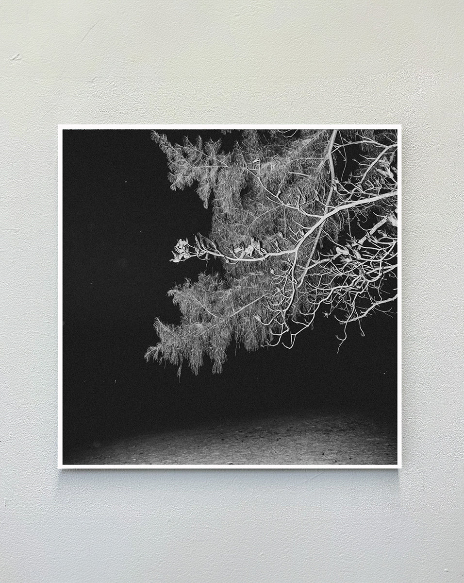 white_tree