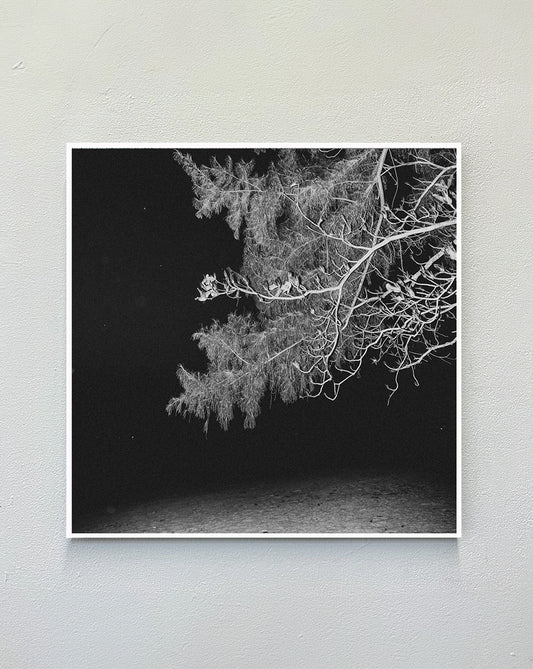 white_tree