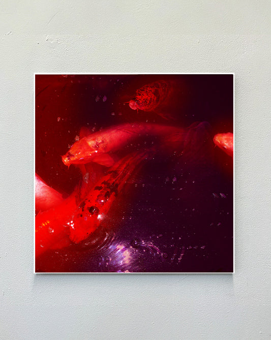 koi